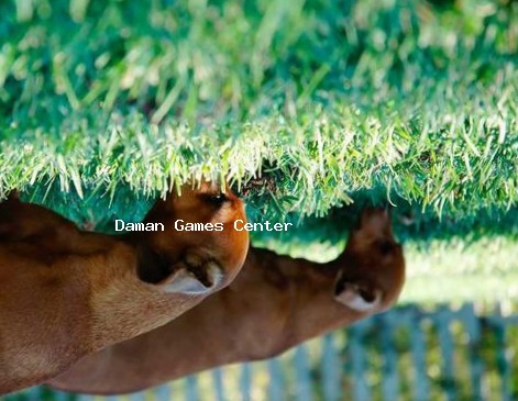 Gardenscapes Characters Gardenscapes characters including Austin the butler